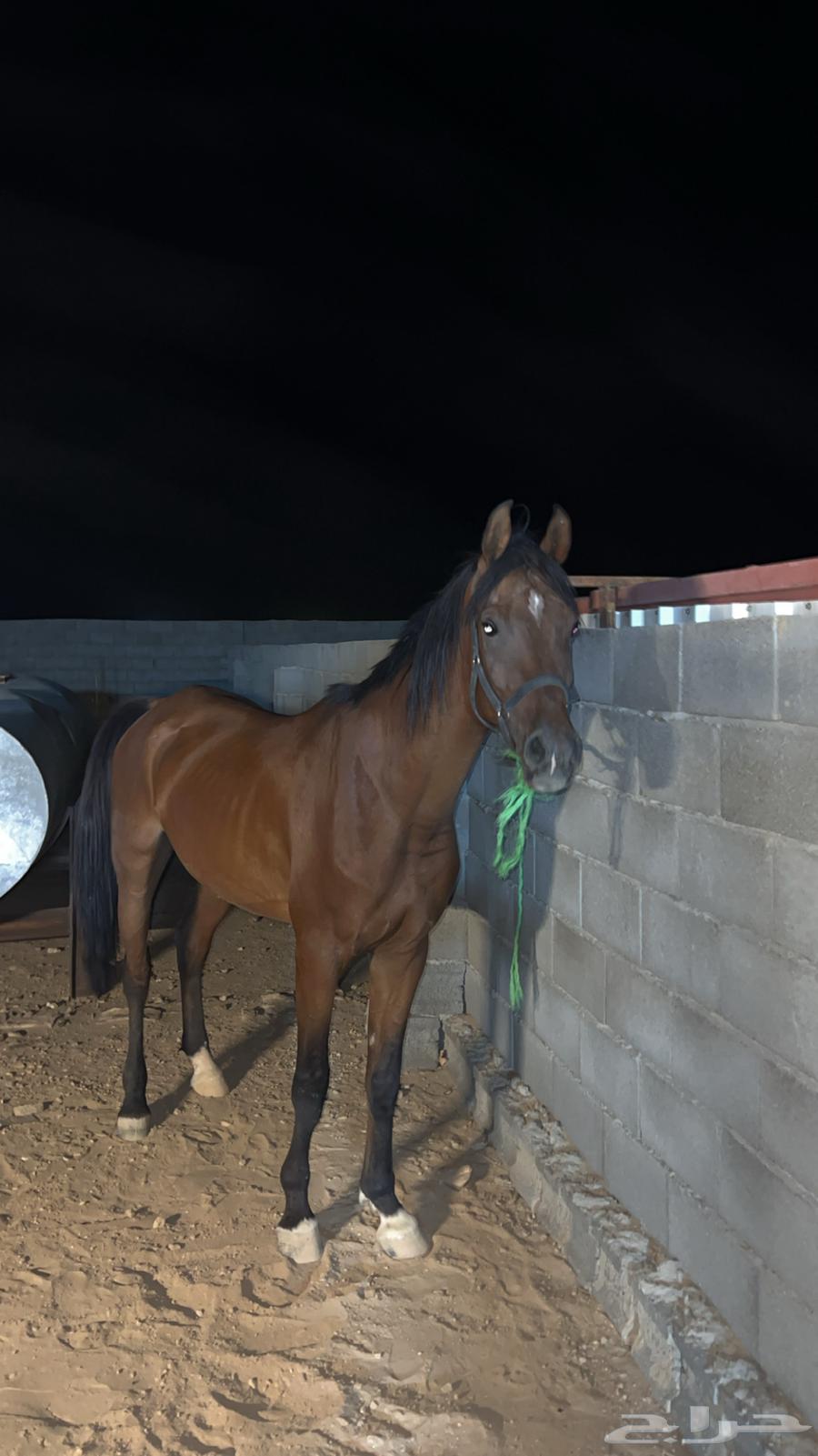 حصان شعبي سبوق64376124756866112