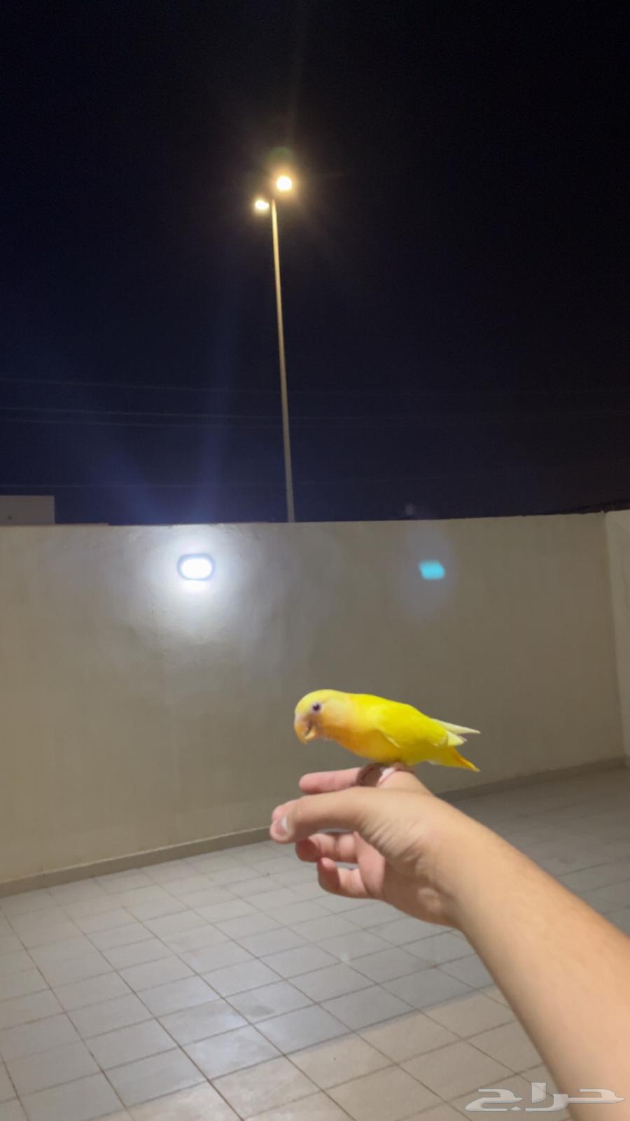 Bird of the day threats external and internal in the division there is no delivery sum 28064363427974017111