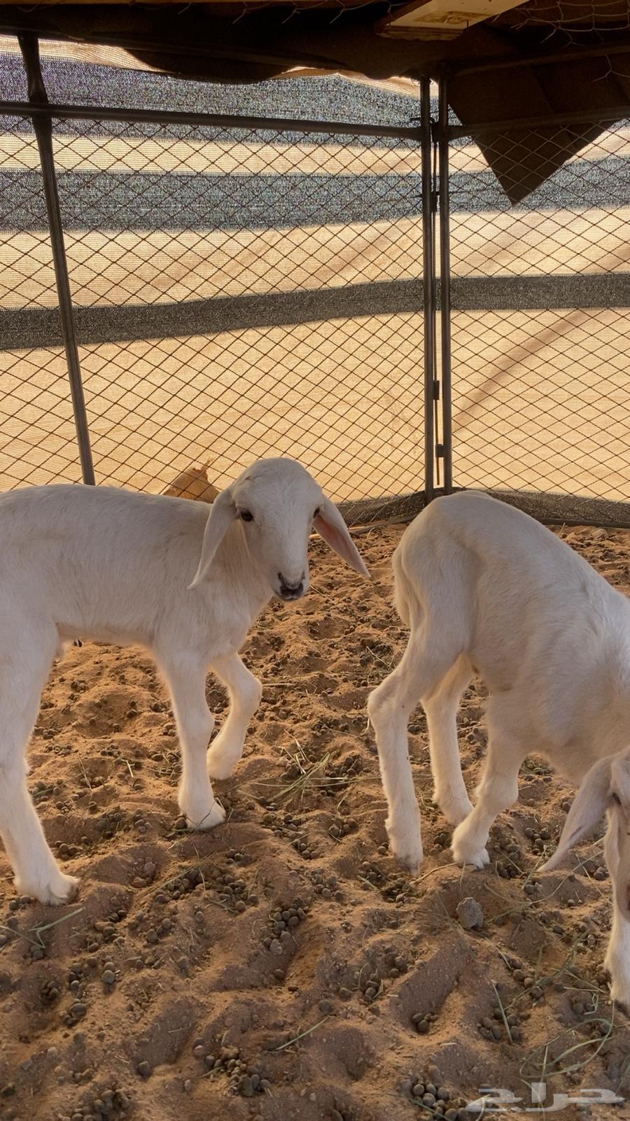 دواغير تم البيع64370583438979110