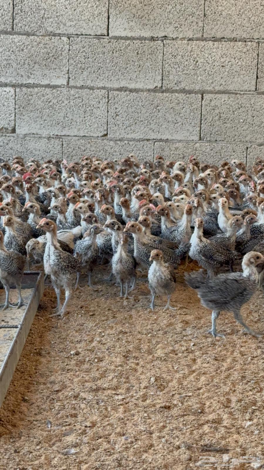 للبيع صوص فيومي دم صافي64371045414913111