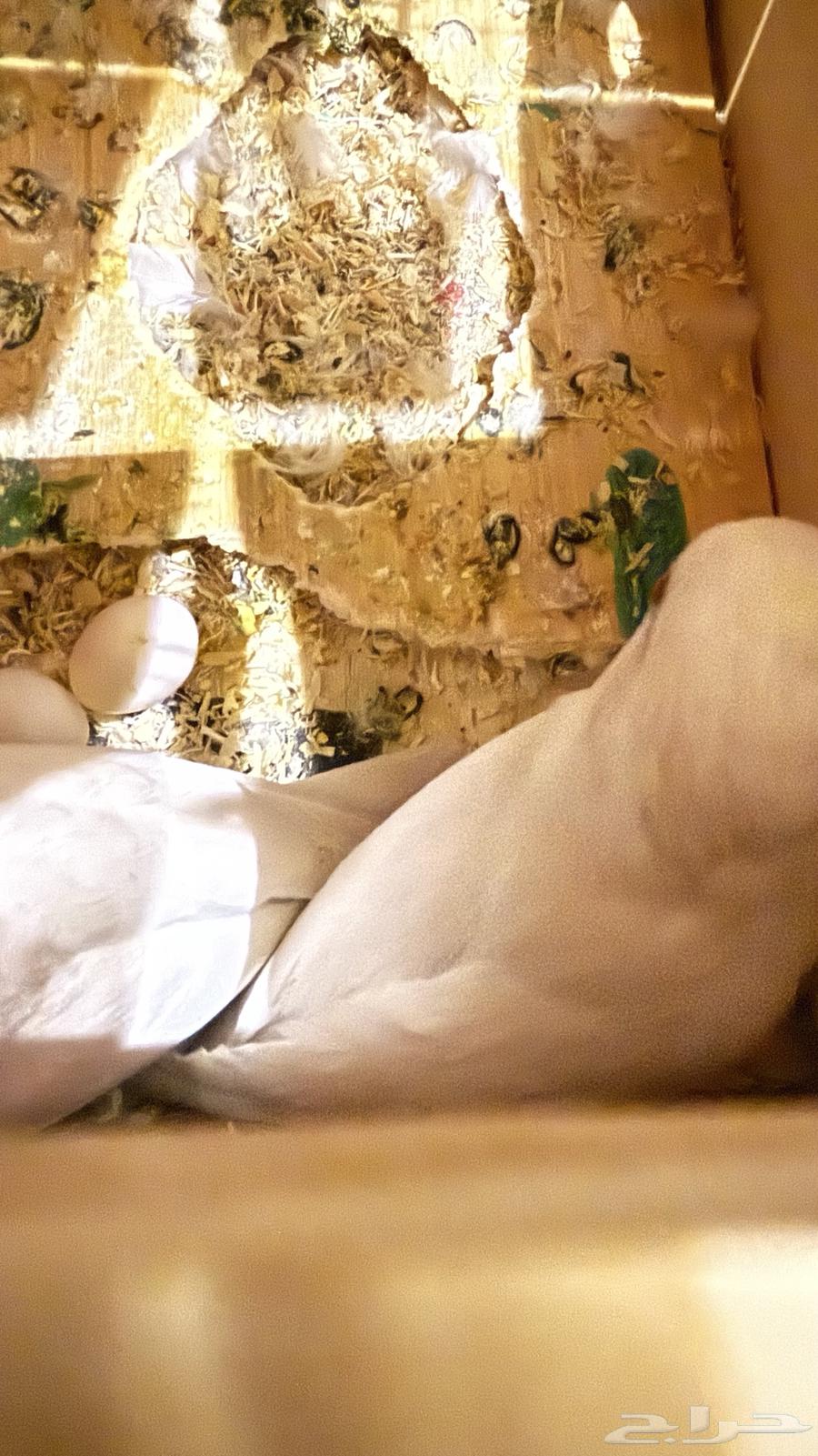 جوز روز البينو عيور حمر صافي 4 بيضات64372609165059114