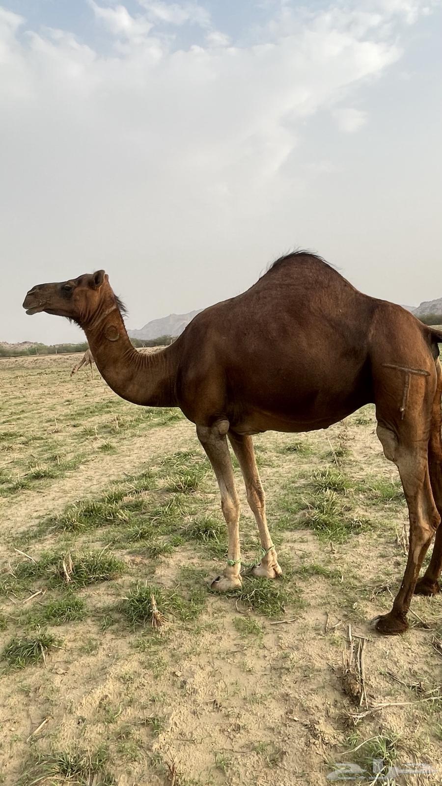 Red Dahma Coastal Camel64376870061314112