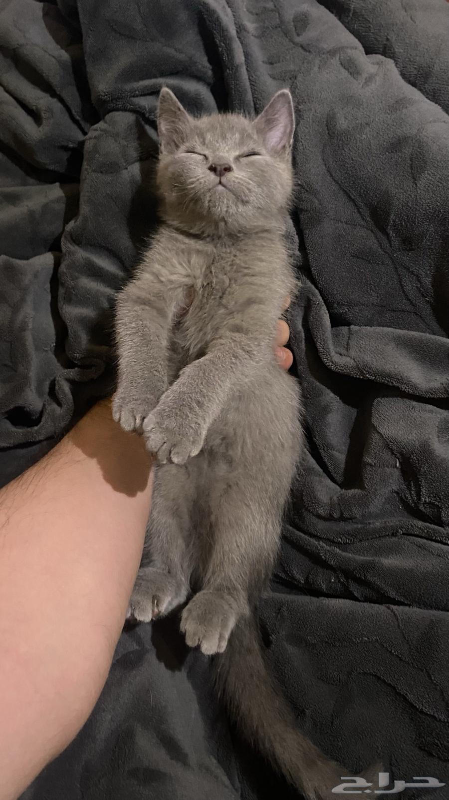 كيتن قطوه سكوتش للبيع64369674579201111