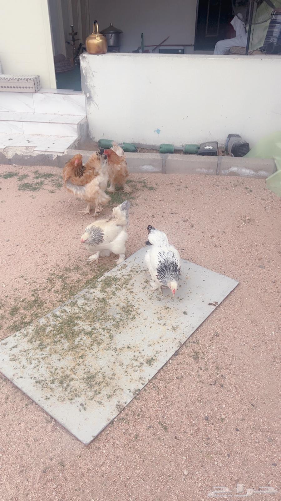 بيض براهما للبيع64369586139523113