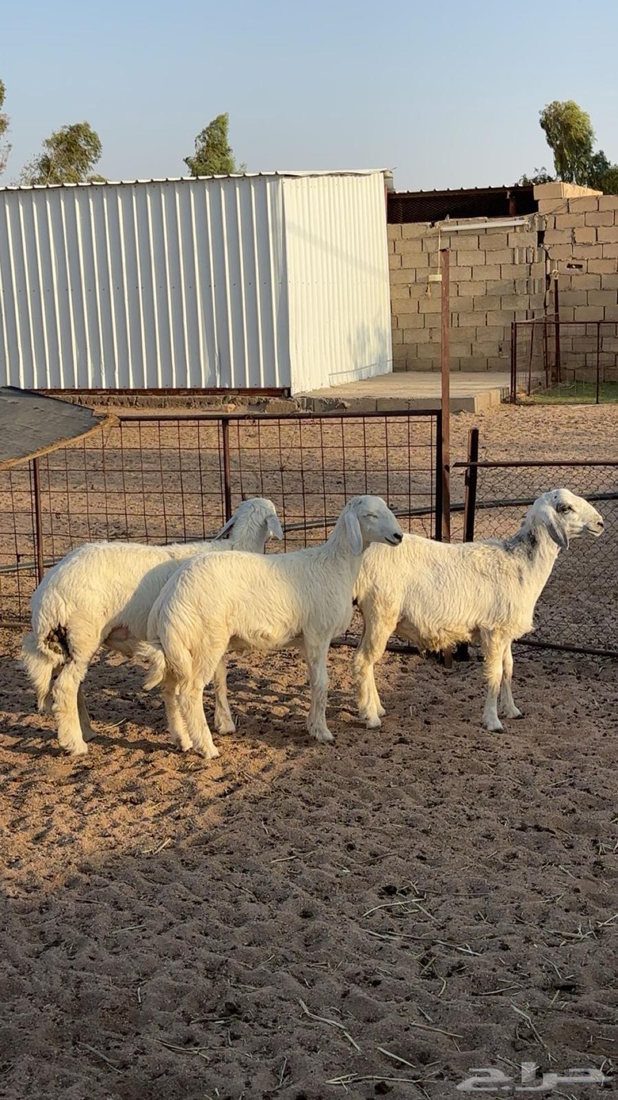 Freedom for them64371379735427112