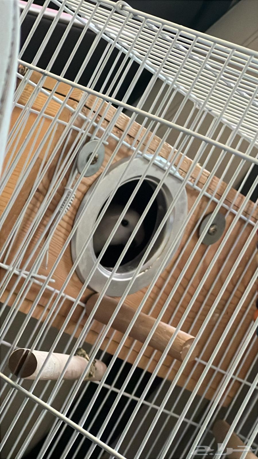 ببغاء روز64371220285570111