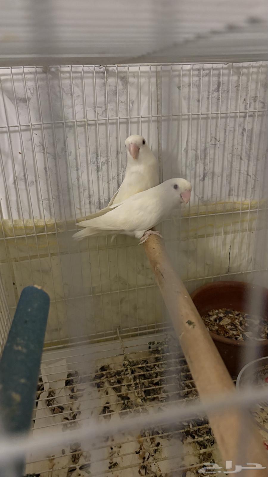 زوج روز البينو عيون حمر منتج تحته بيض64369689025794113