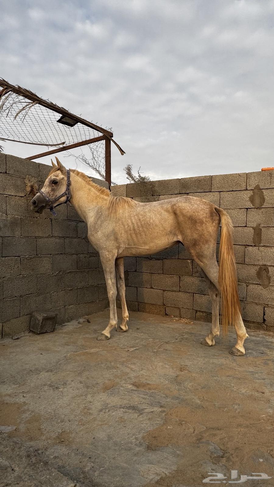 مهر شعبي64370337639811110