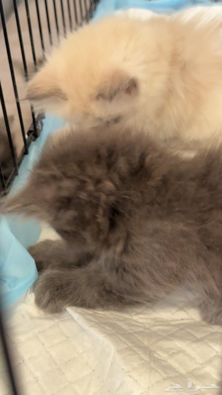 ثلاث قطط للبيع شيرازيه ومميزه64372653417857114