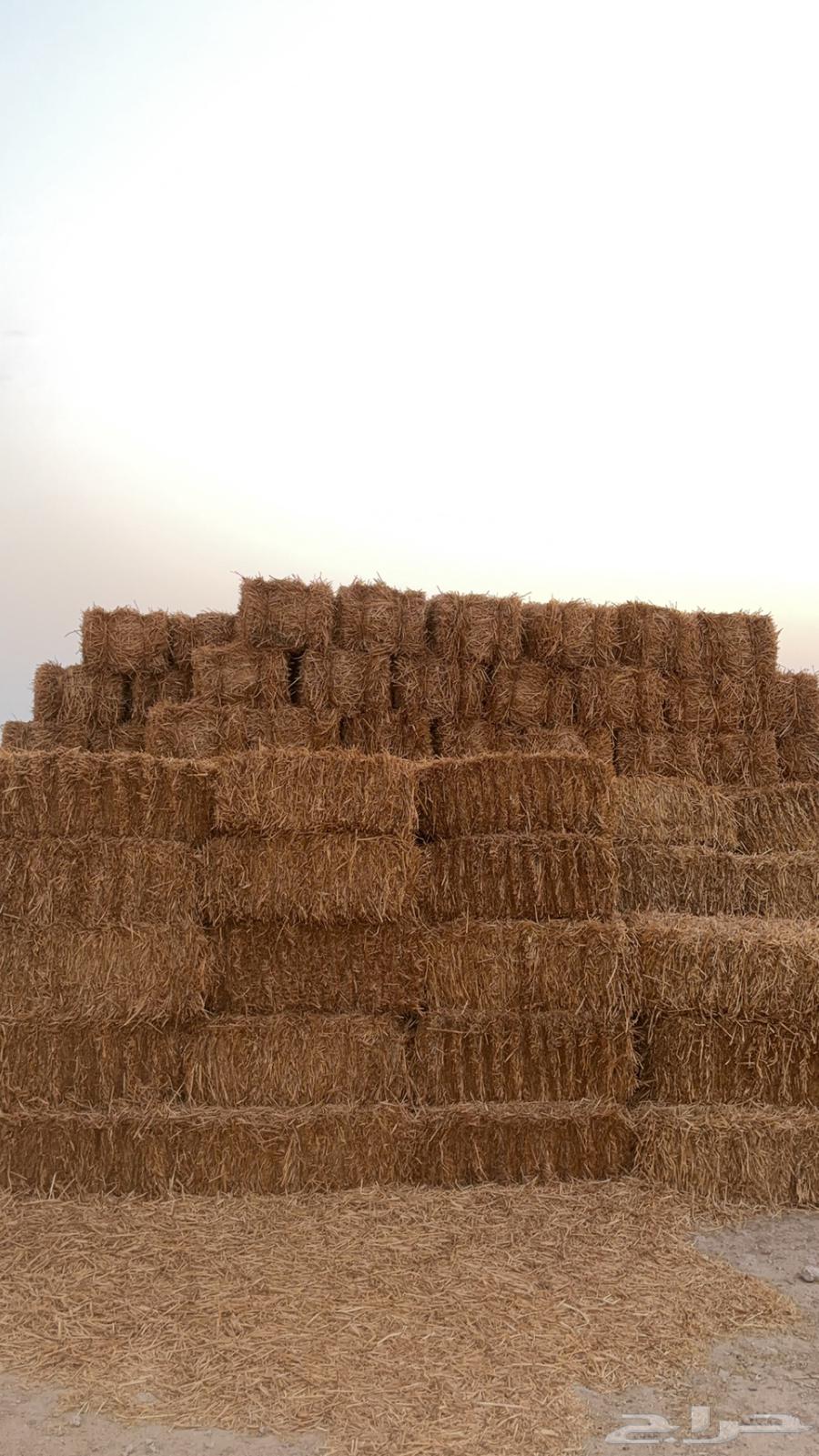 علف تبن شعير64363711056387111