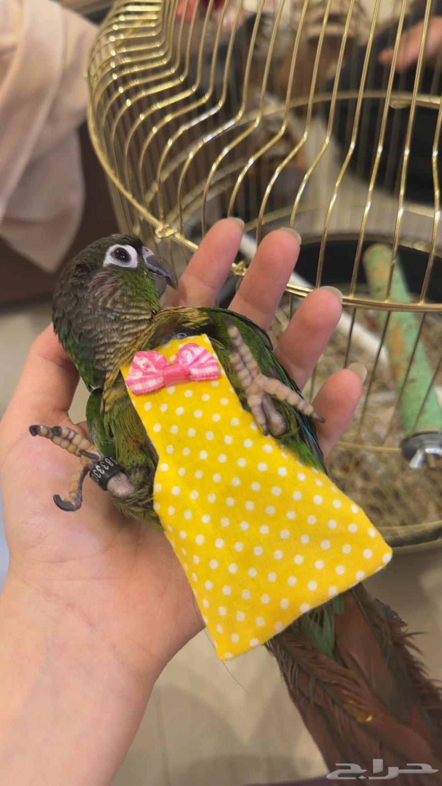 طيور قرين شيك وصن كنيور ولافه وكلام وهدد64371481806465111