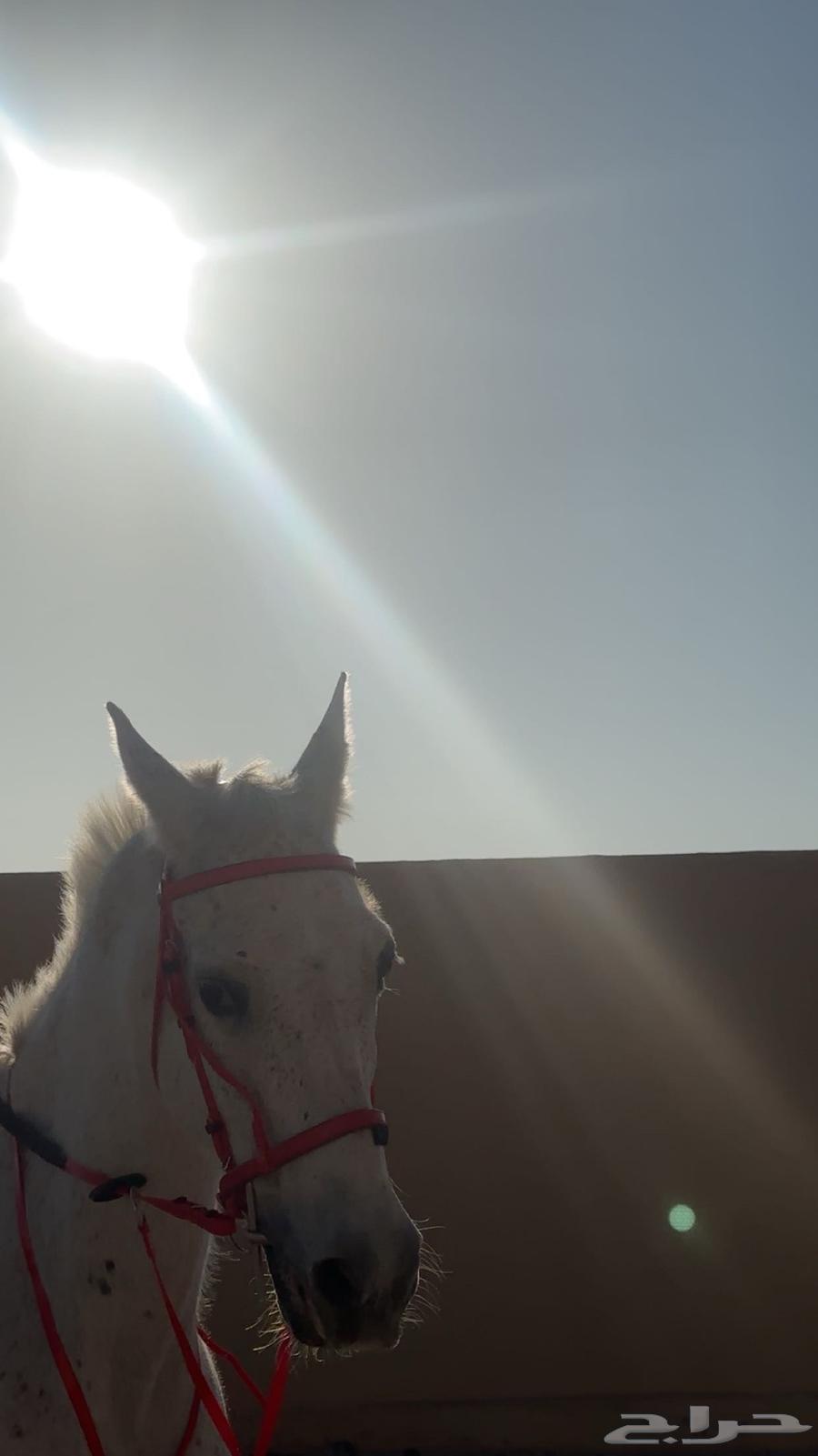 فرس شعبيه من فواخر الشعبيات ومعها مهر64363368478721110