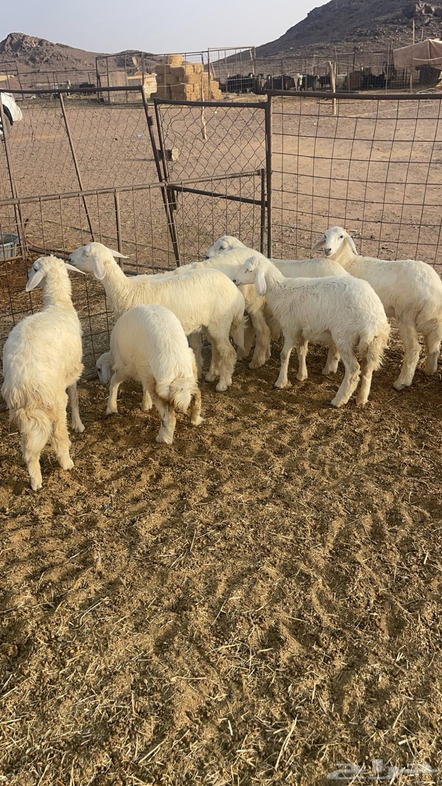 ارخال مقنوي64371759480194113