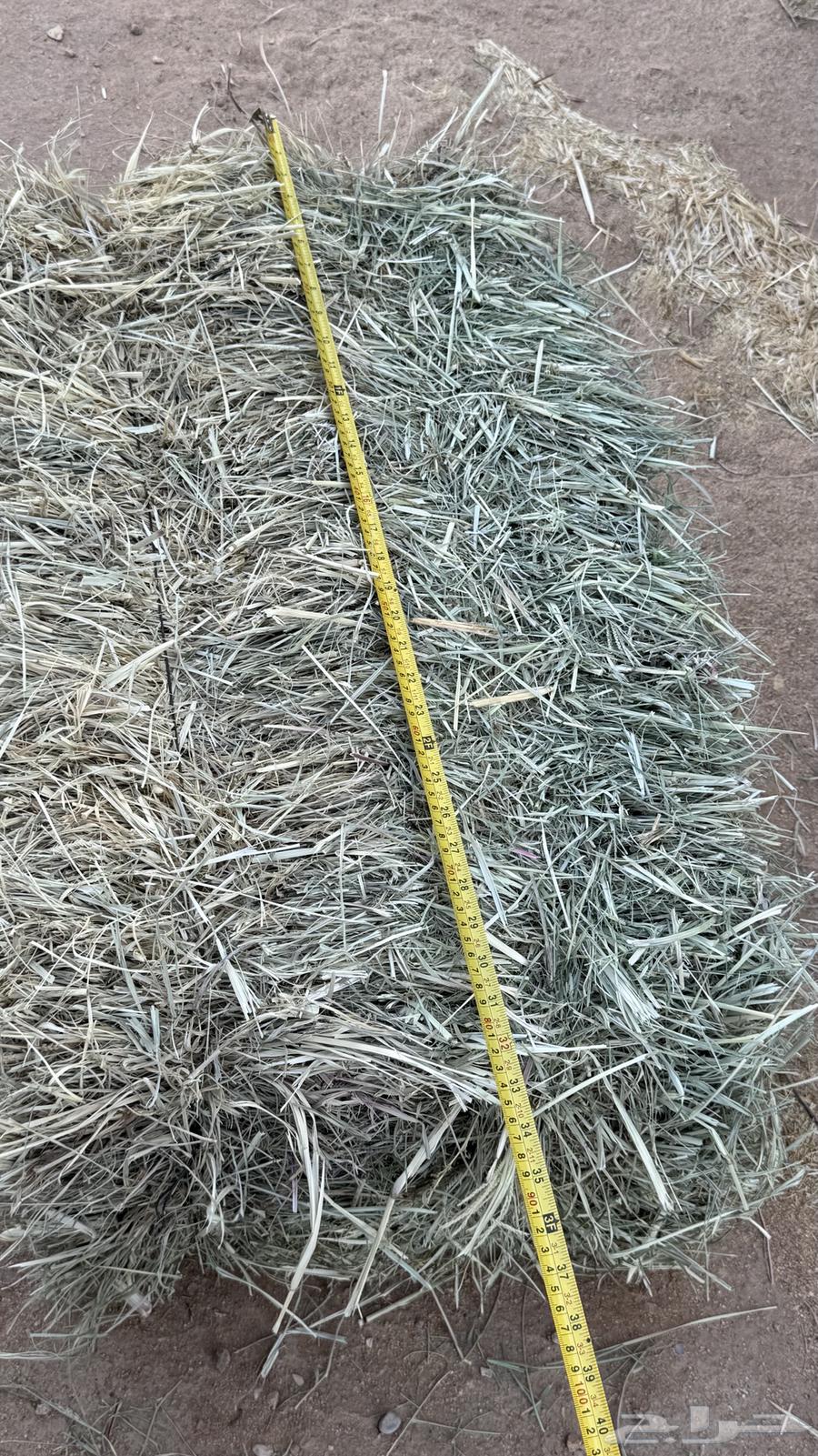 علف رودس طيب64373238728193110