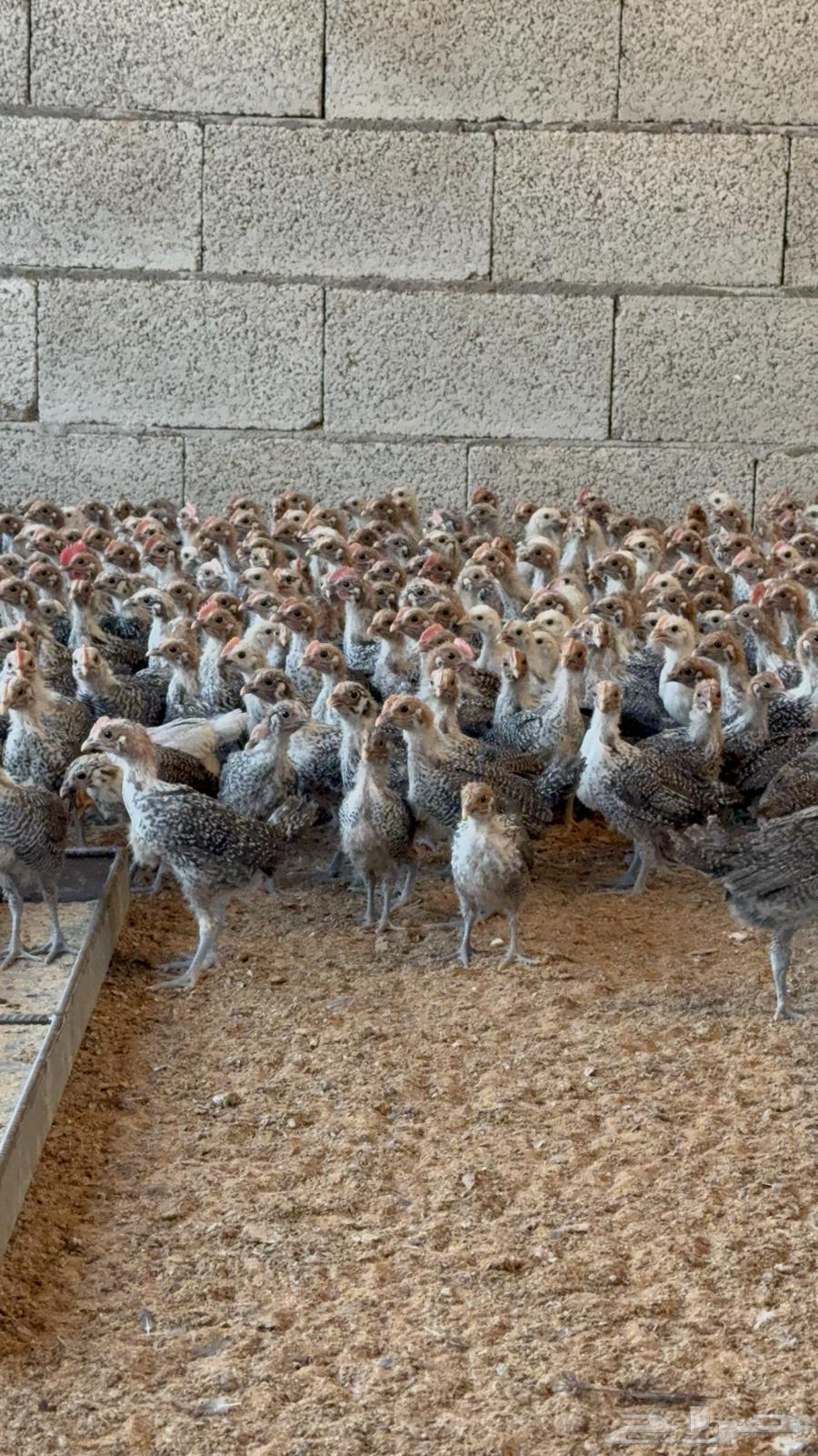 للبيع صوص فيومي دم صافي64371045414913110