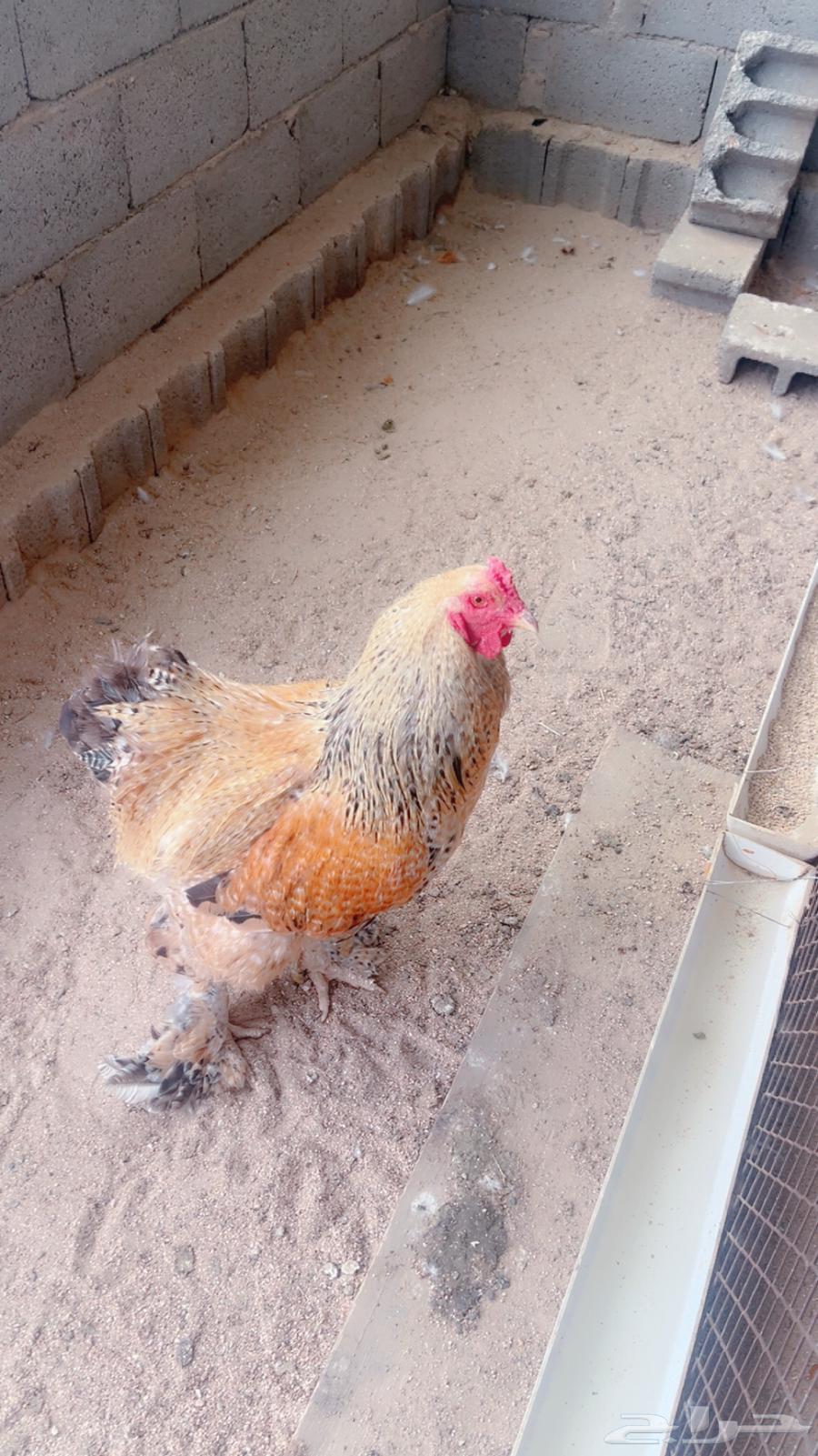 بيض براهما للبيع64369586139523114