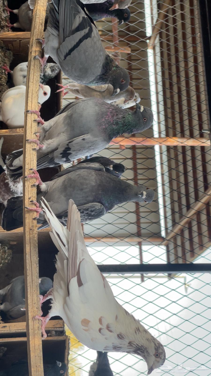 Dove64373876406145114