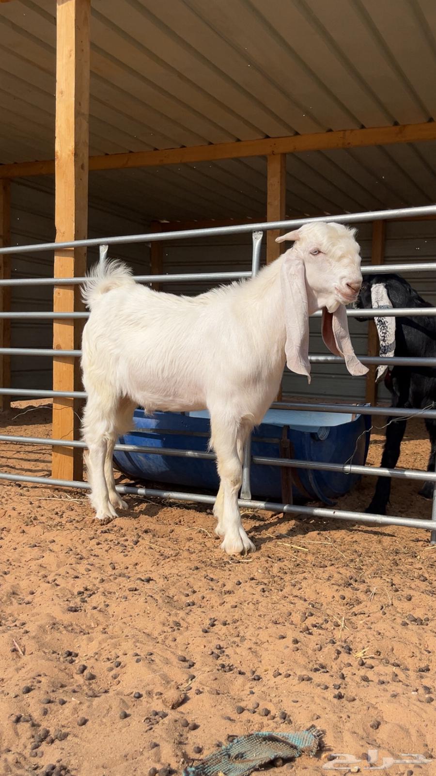 Tays Developer64370352172931110