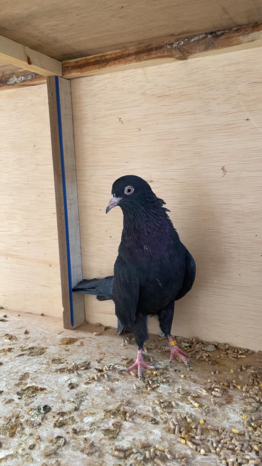 طبات رام بوري اسود64362862476035111