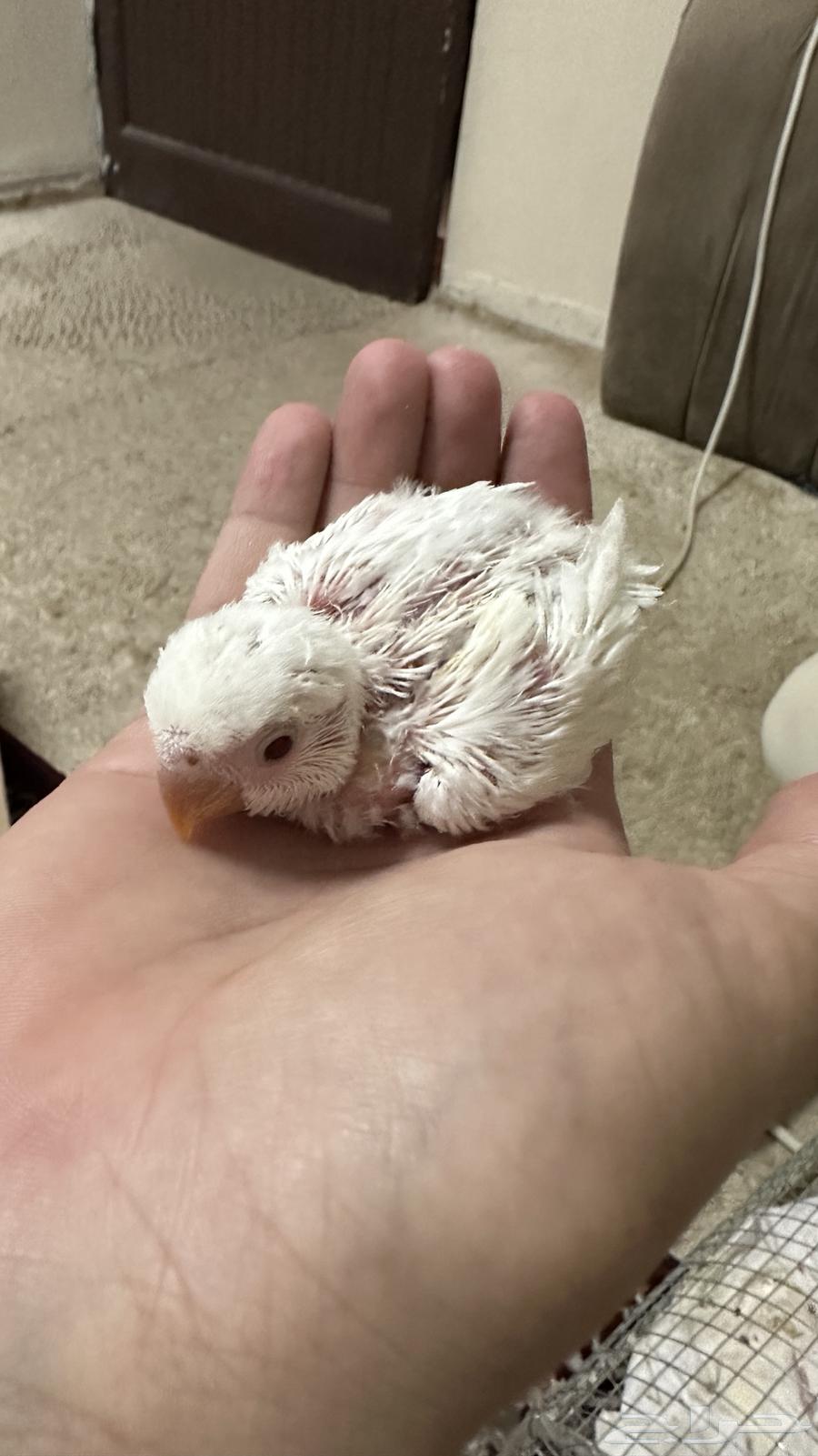 Froukh Roz Albinu64373019569155112