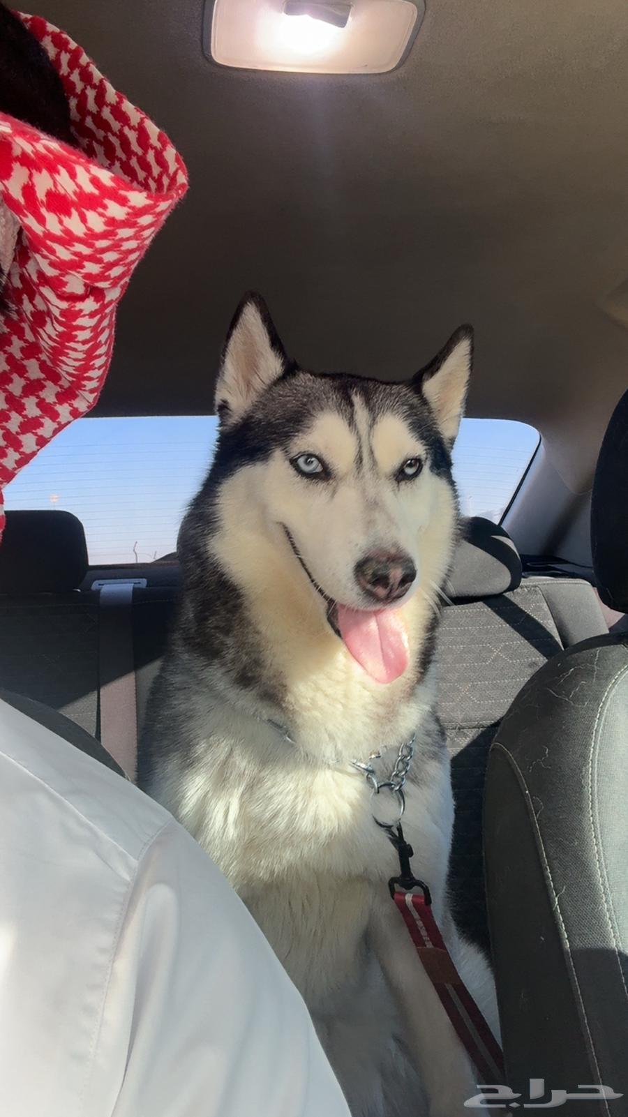 كلب هاسكي64363353503106112