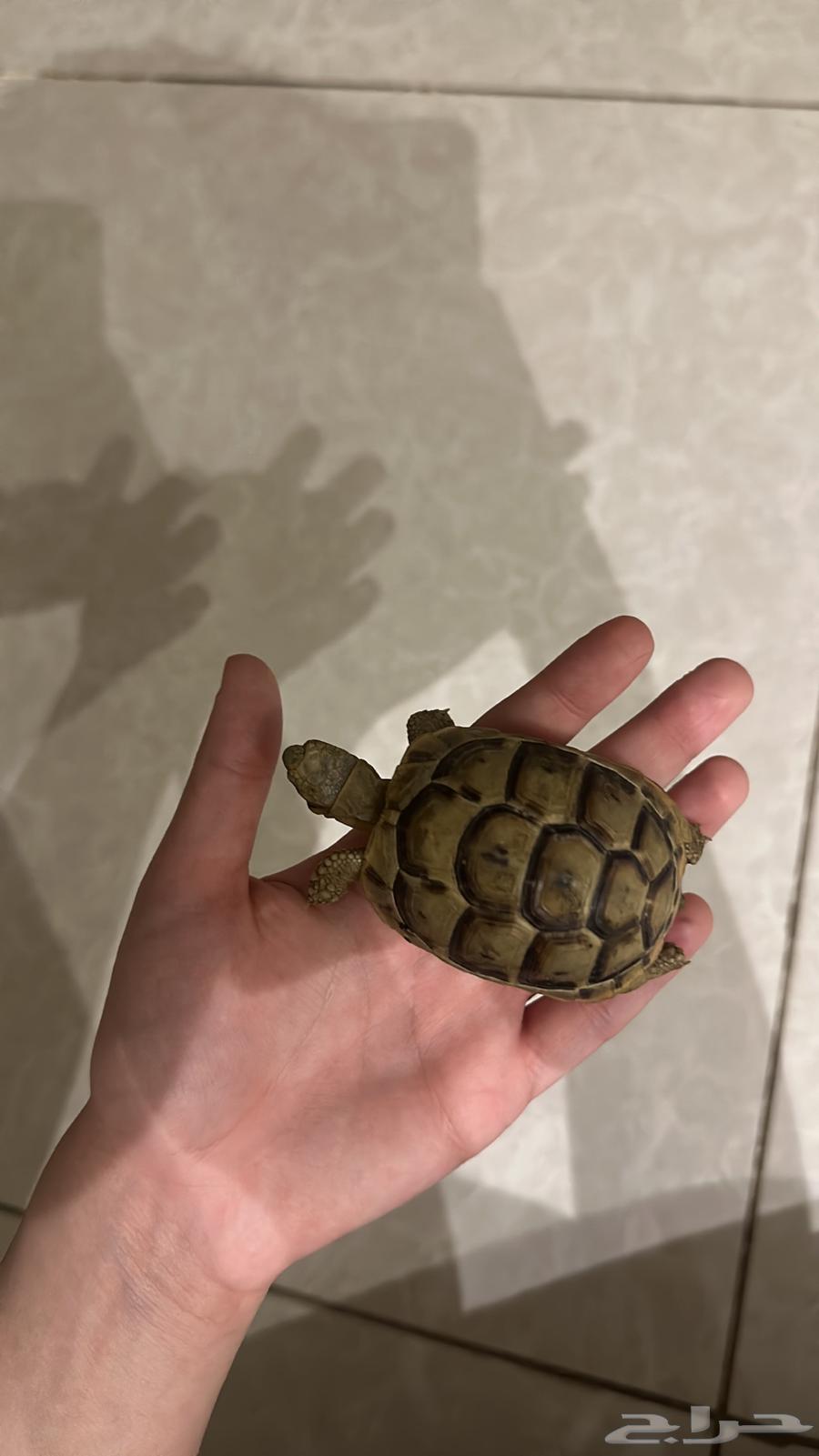 سلحفاة يونانية64368528517123111