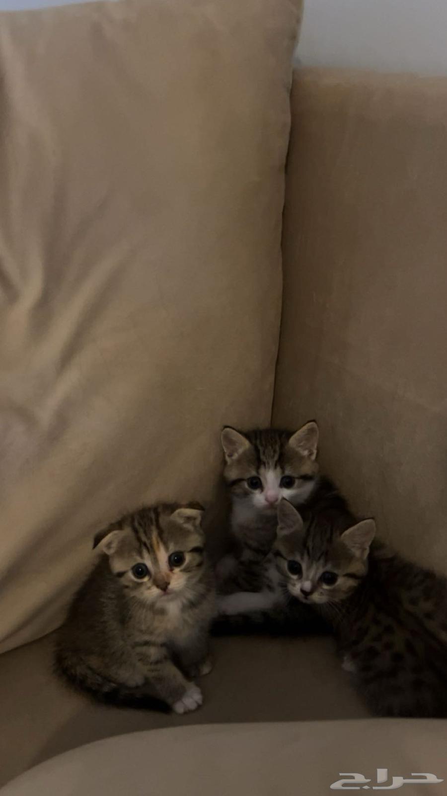 قطه للبيع64364217988099110