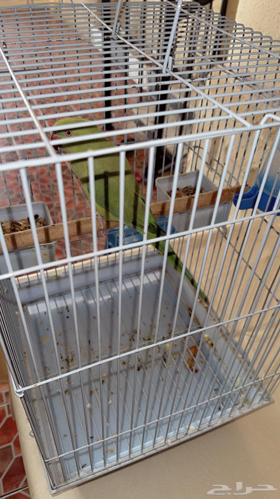 ببغاء در ة يقلد النغمات واصوات الكناري64370352127233110