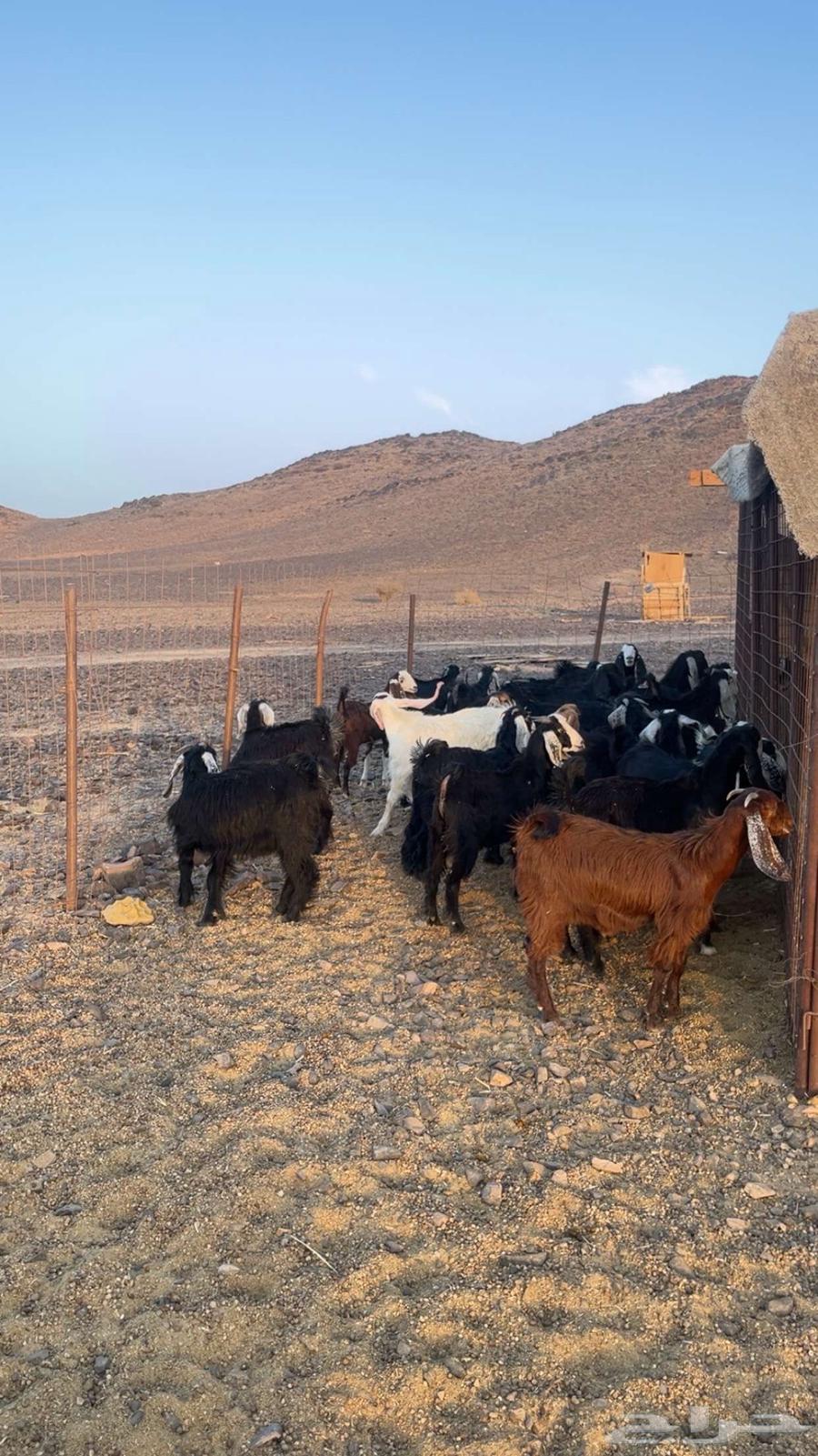 تيوس للبيع64363636475009112