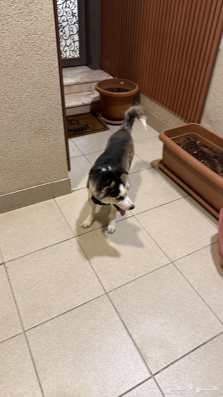 كلب هاسكي للبيع64374685618305111