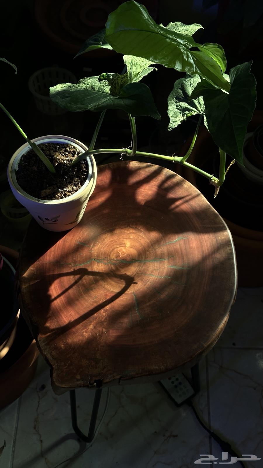 طاوله خشب طبيعيه مع حوض سمك مزروع64370612106115110