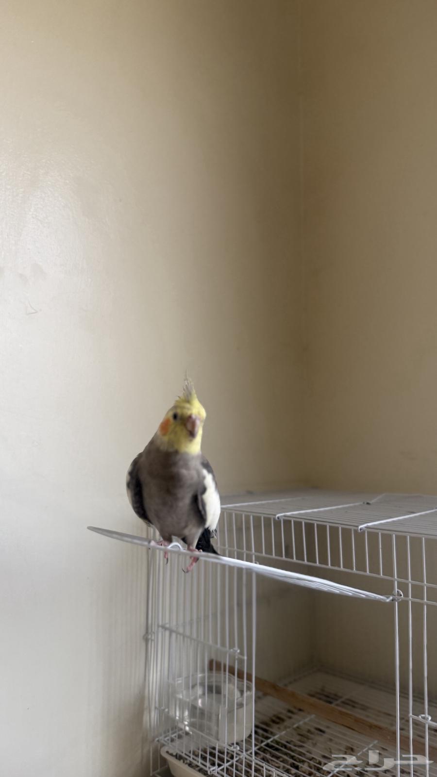 للبيع كروان عمره 7 شهور تقريبا مع القفص64368806148865111