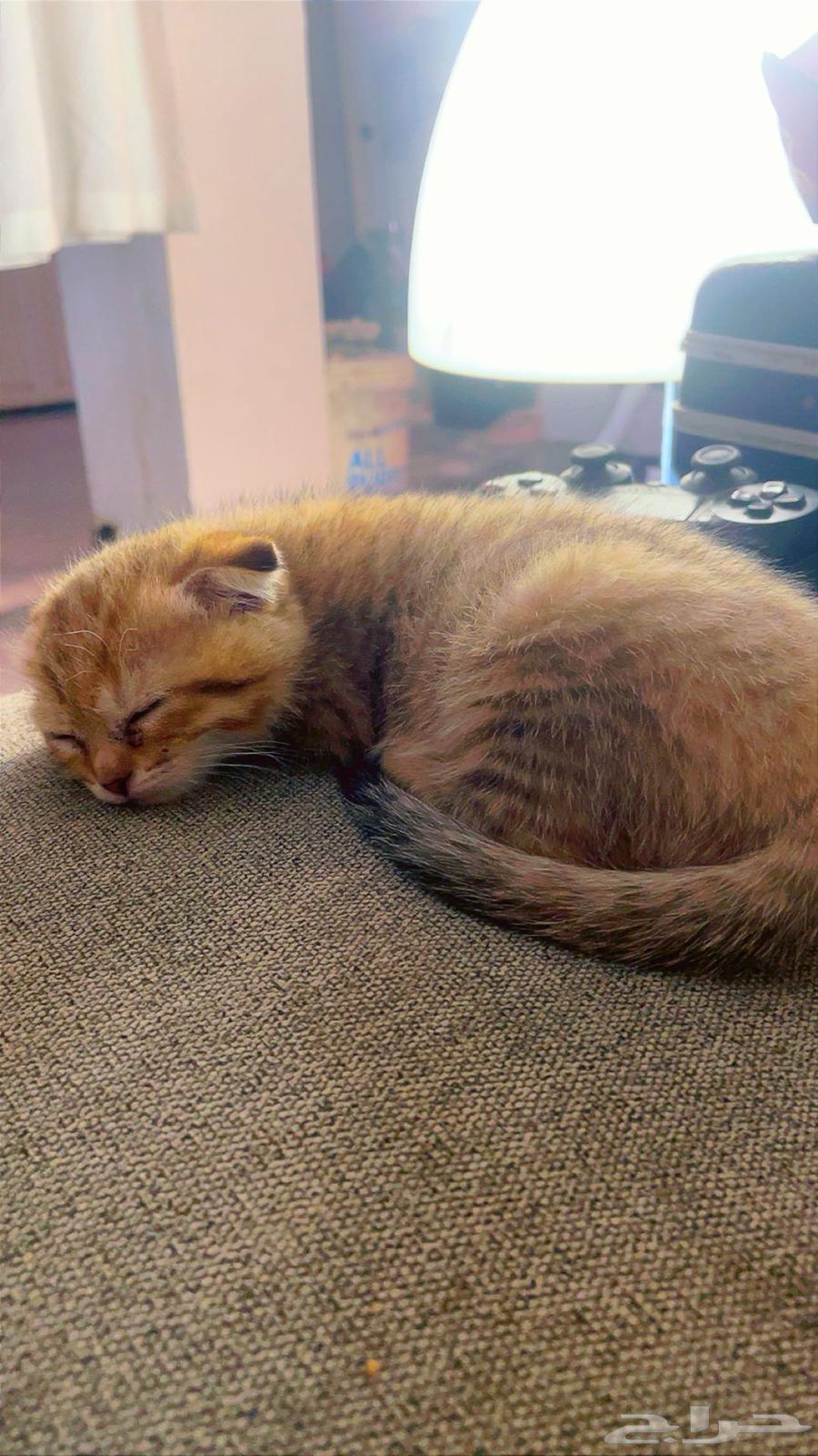 قطط سكوتش للبيع64368806250625112