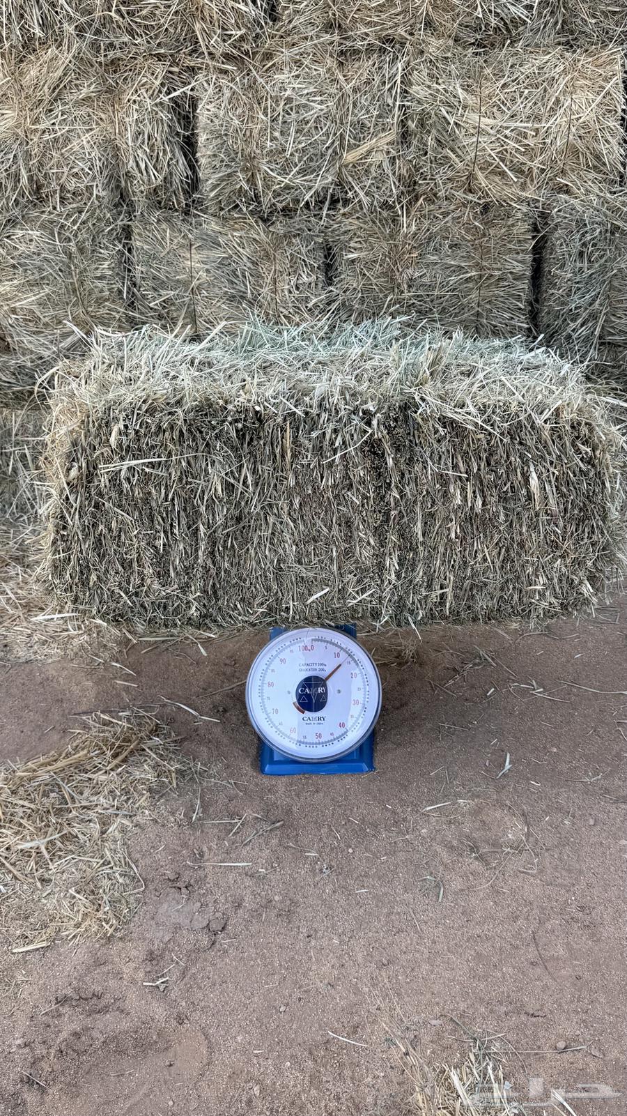 علف رودس طيب64373238728193111