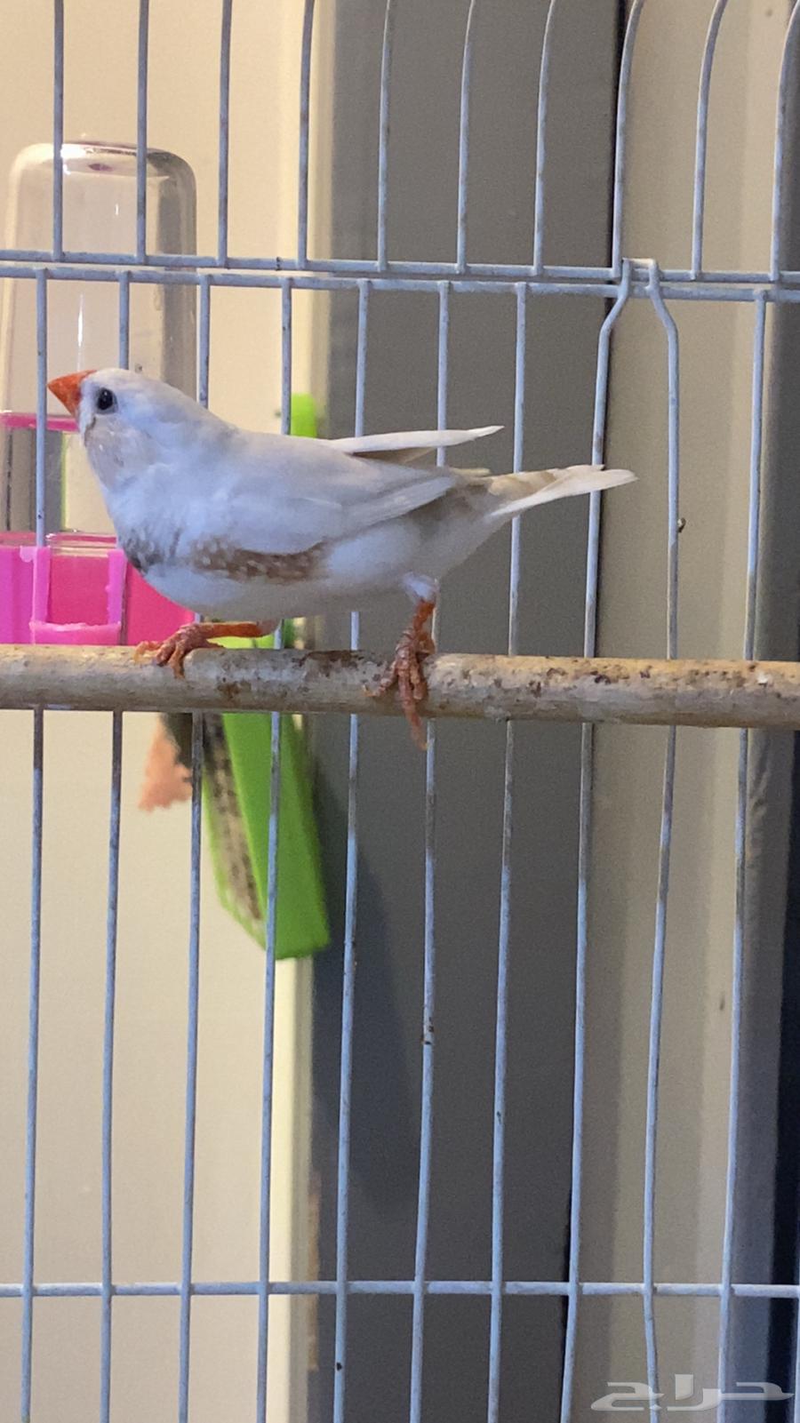 ذكر زيبرا64374185963905110