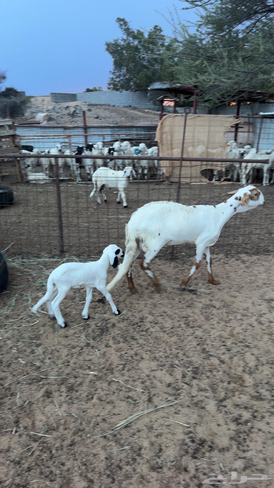 رخل سواكنيه بيضا معها رخل64372550566787111