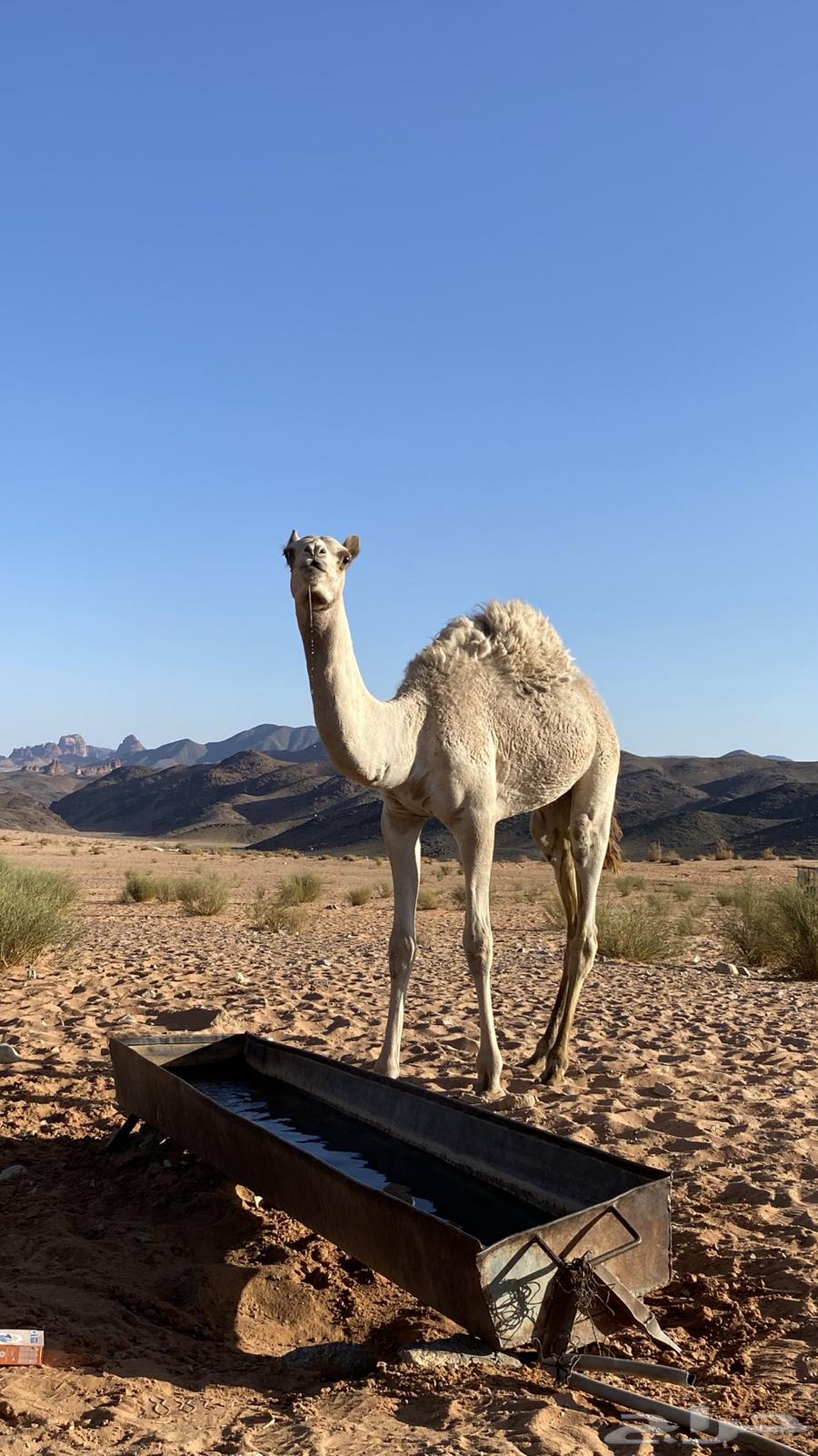 قعود للبيع64371599614851111