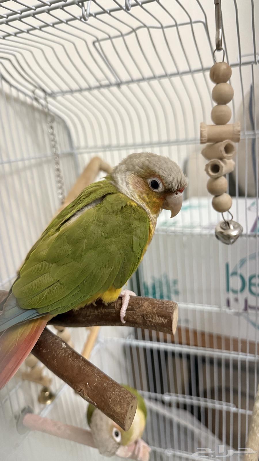 طيور كنيور للبيع64373683729154111