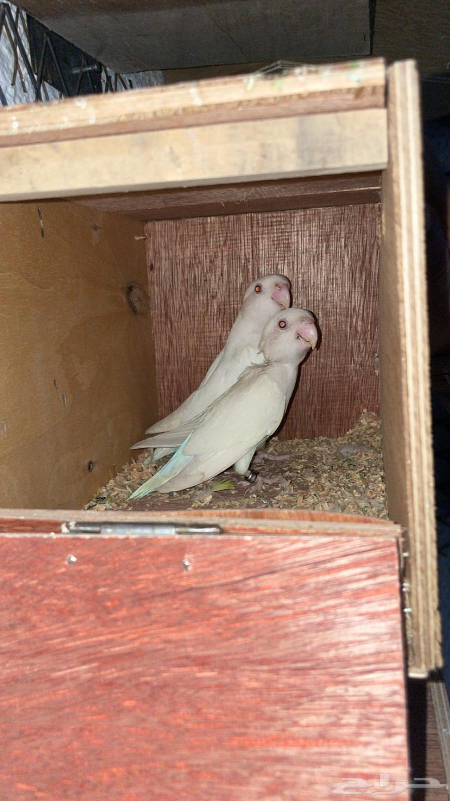 للبيع 5 أجواز روز64373787577089111