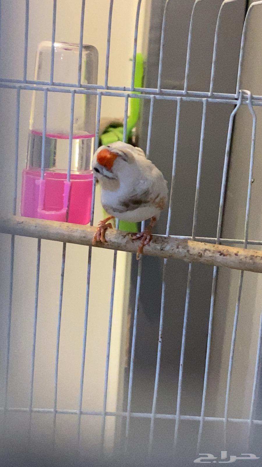 ذكر زيبرا64374185963905114