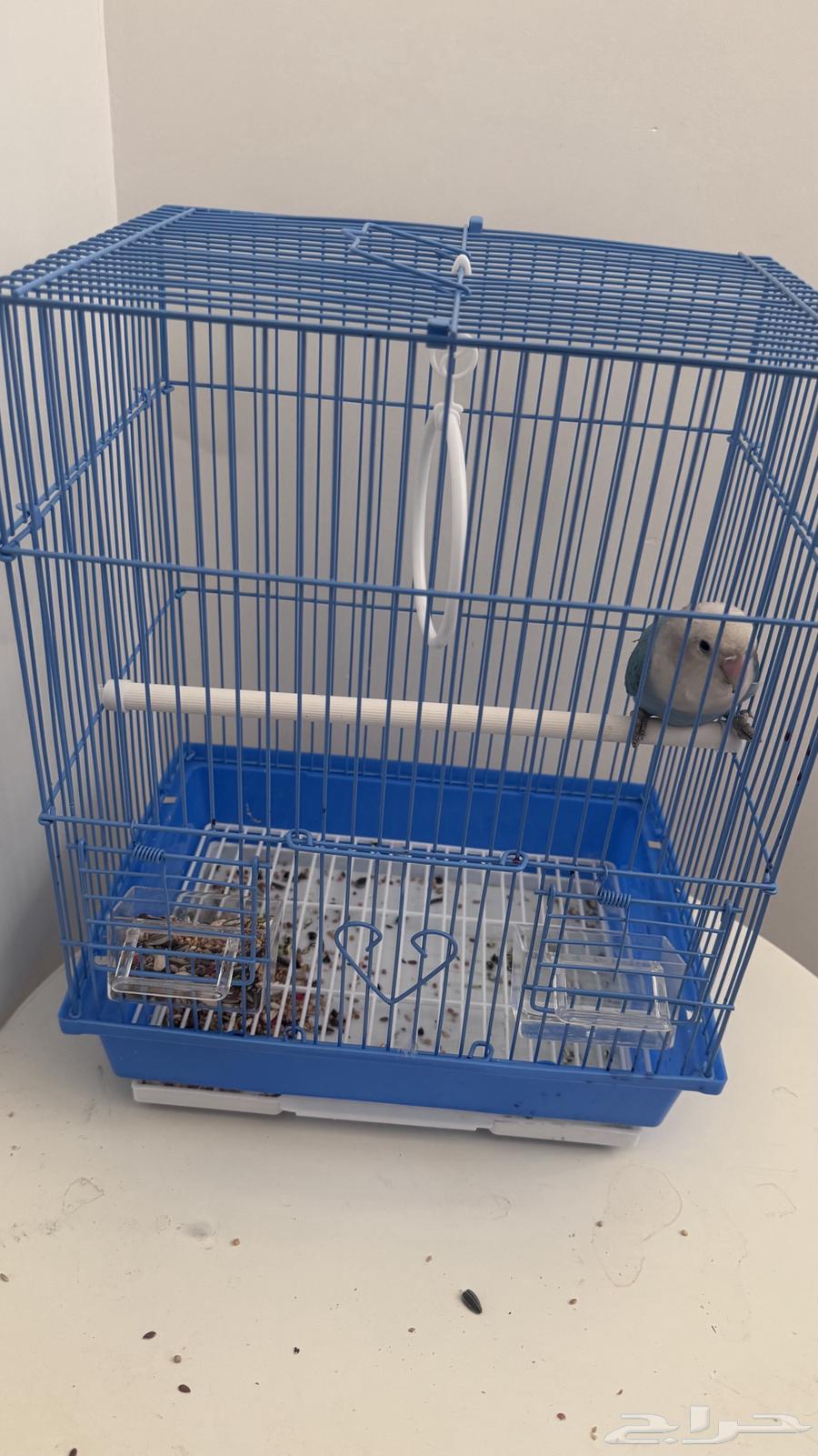 Bird of the Day64376006044931110