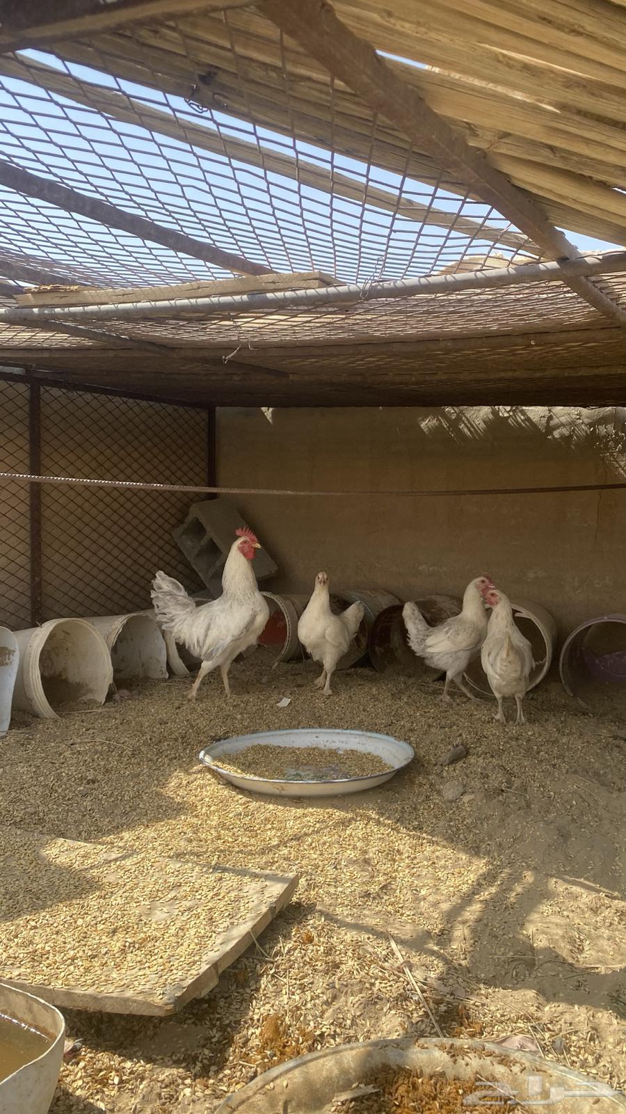دجاج للبيع شرط64365997843969110