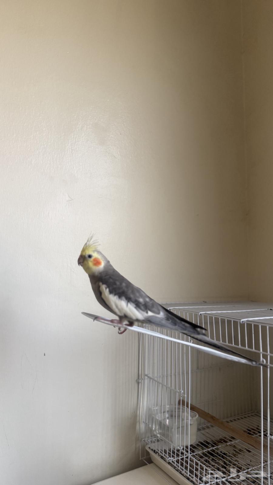 للبيع كروان عمره 7 شهور تقريبا مع القفص64368806148865110