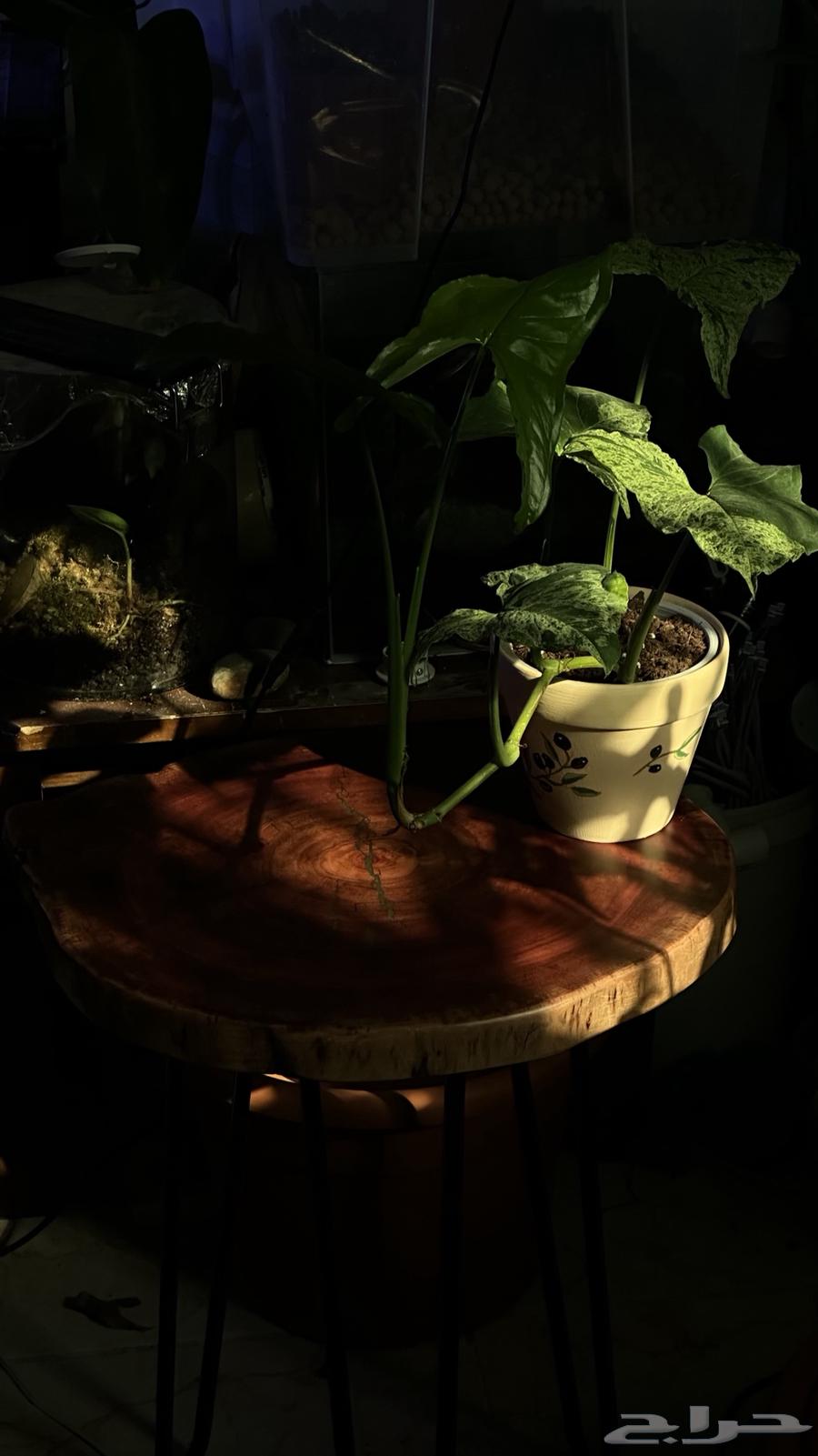 طاوله خشب طبيعيه مع حوض سمك مزروع64370612106115112