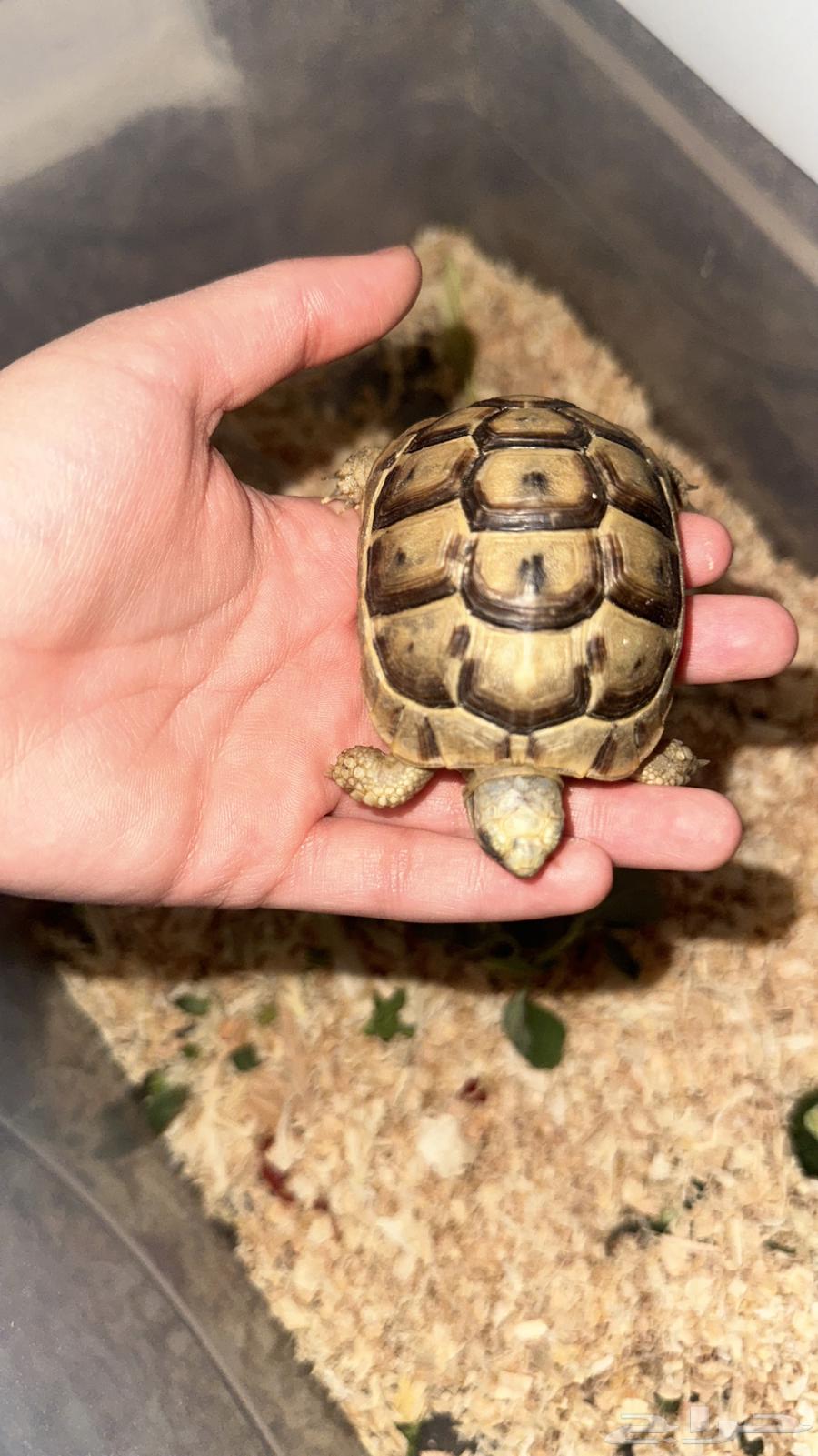 سلحفاة يونانية64368528517123110