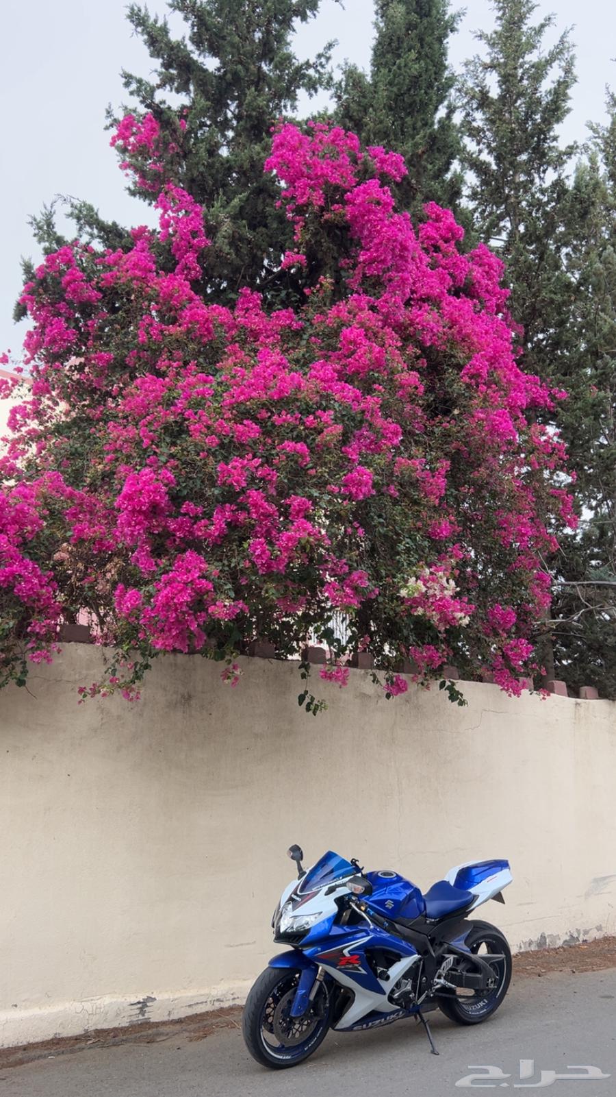 ريس 600 إصدار خاص 2008 بلللد64509828035330112