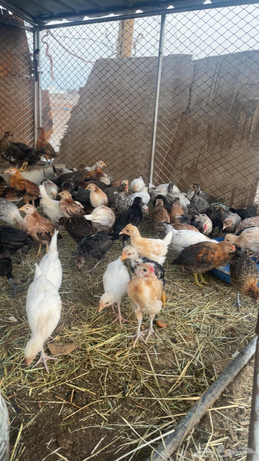 صيصان للبيع64364966541825110