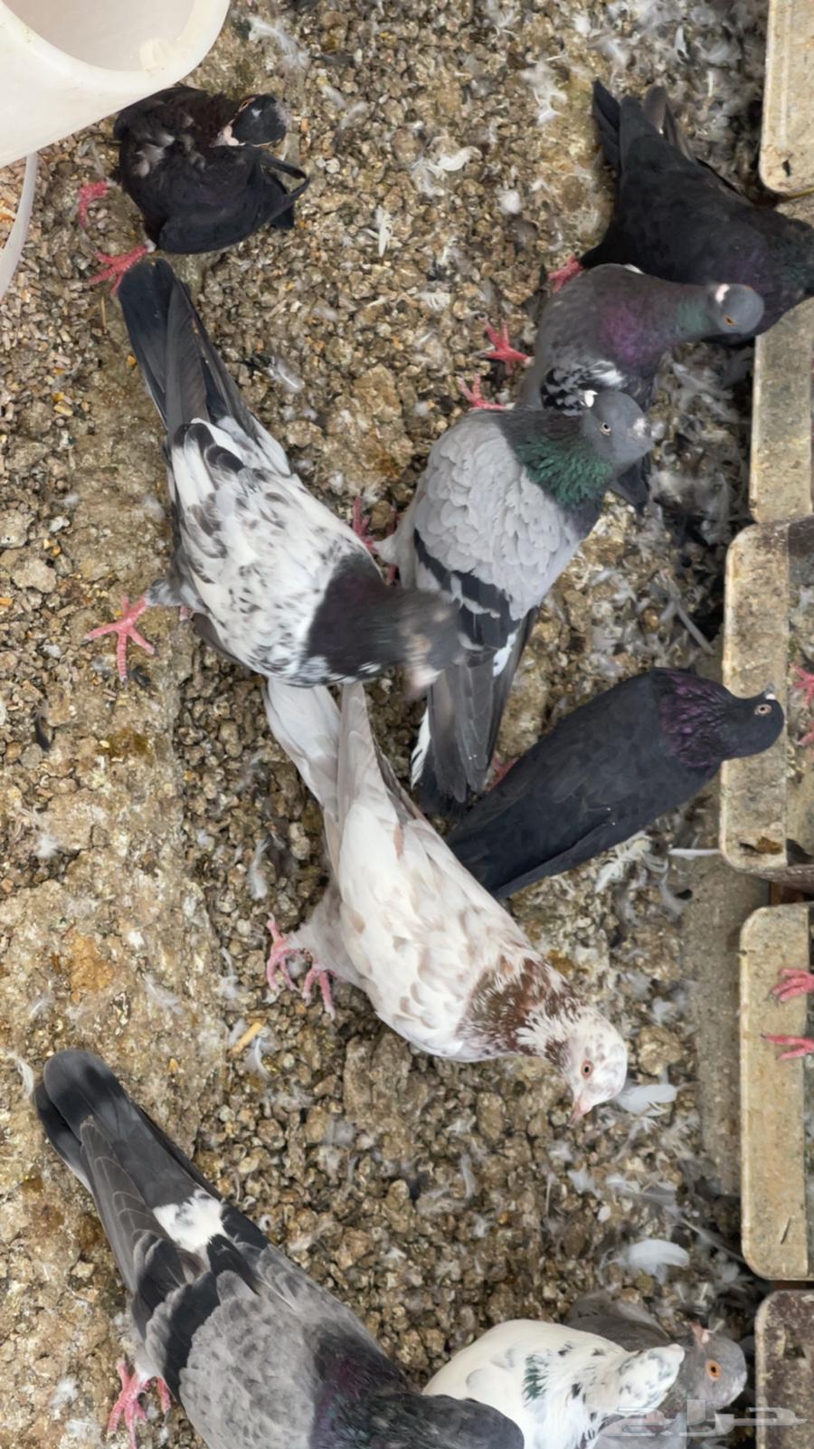 Dove64373876406145112