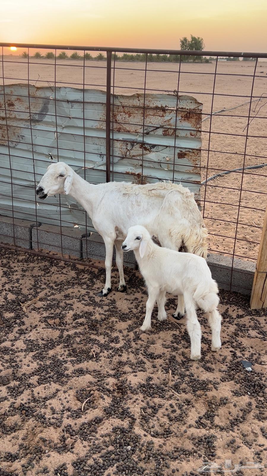 للبيع حريه خلفه64375407801089110