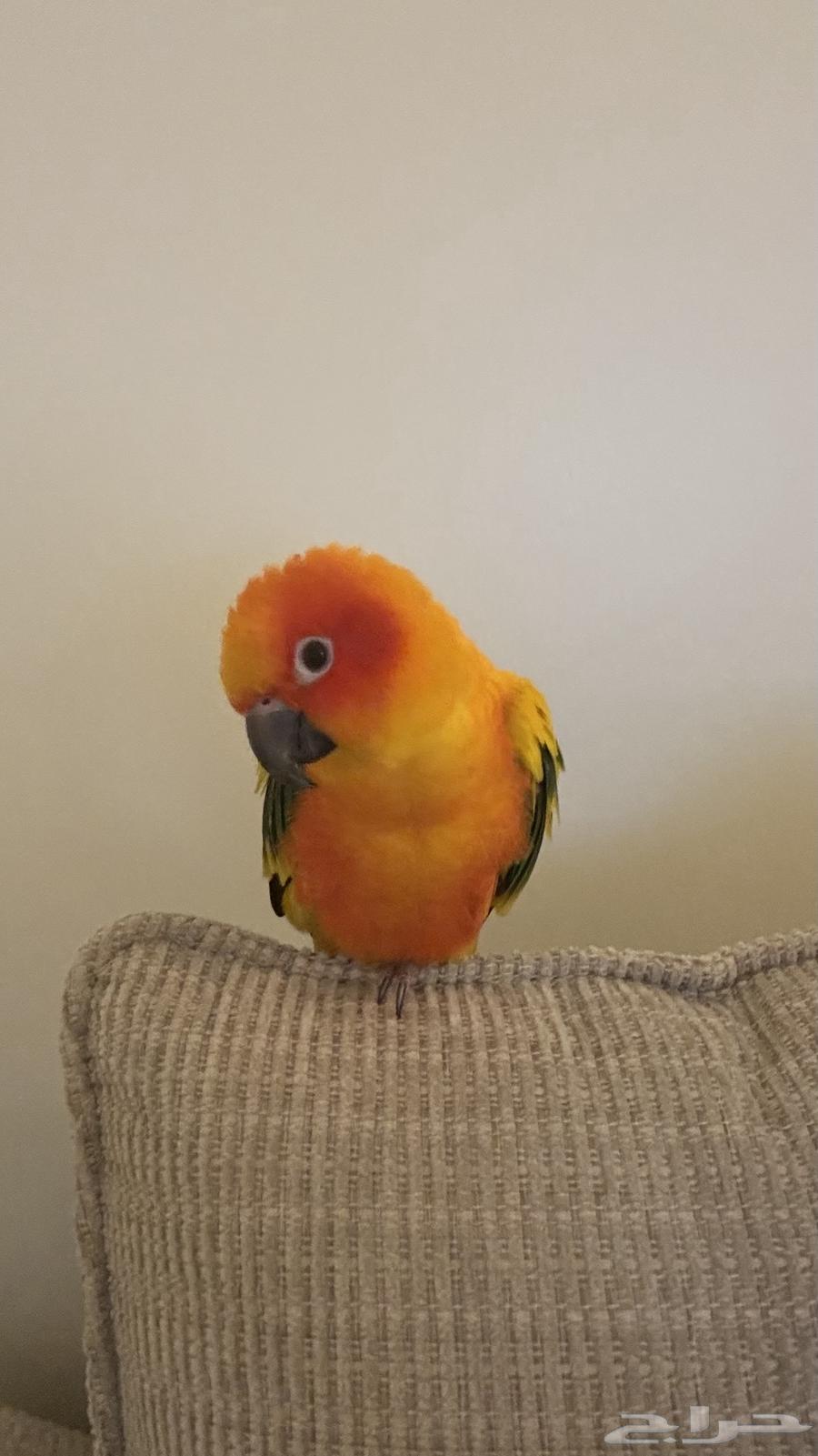 صن كنيور للبيع64364188352514111